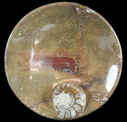-/ Fossil Goniatite Dish - Stoneware #49391